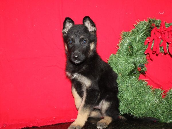 German Shepherd Dog DOG Female Blk / tan 19957 Petland Dalton, Georgia