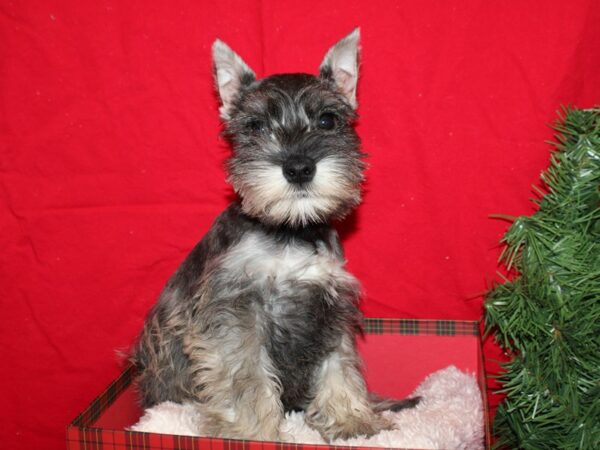 Miniature Schnauzer DOG Male Salt / Pepper 19954 Petland Dalton, Georgia