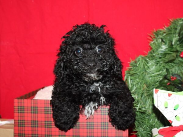 Yorkiepoo-DOG-Male-BLK-19967-Petland Dalton, Georgia