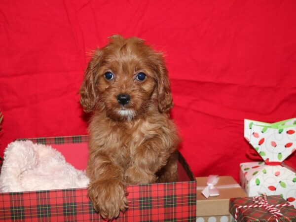 Cavapoo DOG Female Ruby 19986 Petland Dalton, Georgia