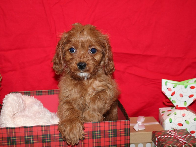 Cavapoo Puppy Ruby ID:19986 Located at Petland Dalton, Georgia