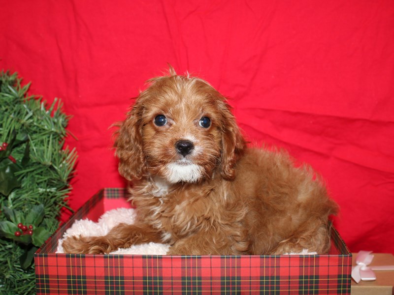 Cavapoo Puppy Ruby ID:19985 Located at Petland Dalton, Georgia