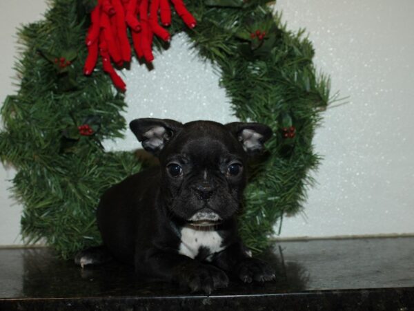 Frenchton-DOG-Male-BLK-19983-Petland Dalton, Georgia