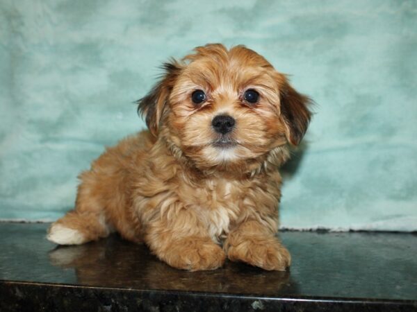 Morkie DOG Male BEIGE 20007 Petland Dalton, Georgia