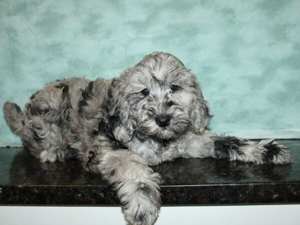 F2 MINI GOLDENDOODLE DOG Female Blue Merle 20003 Petland Dalton, Georgia