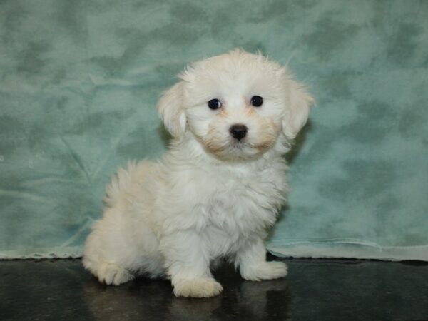 Coton De Tulear DOG Male White 20002 Petland Dalton, Georgia