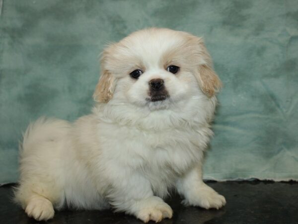 Pekingese DOG Male Cream / White 20000 Petland Dalton, Georgia