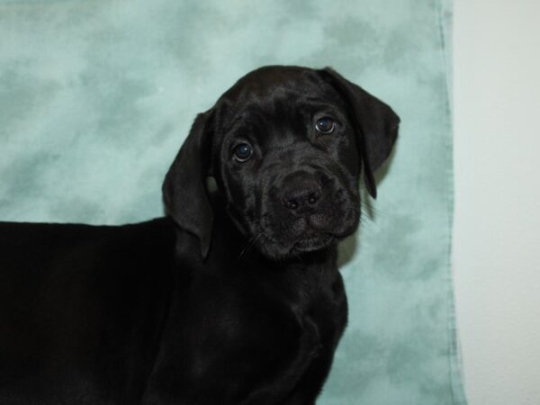 Cane Corso-DOG-Male-Black Brindle-20001-Petland Dalton, Georgia