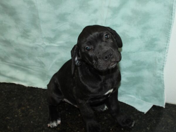 Cane Corso DOG Male Black Brindle 9175 Petland Dalton, Georgia