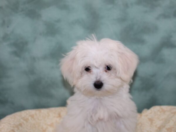 Maltese DOG Female WHITE 9162 Petland Dalton, Georgia