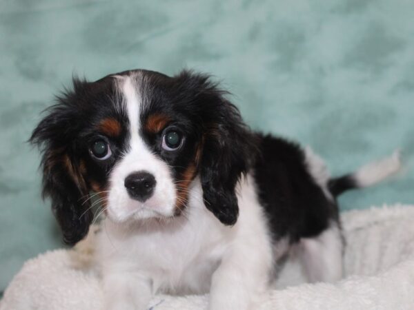 Cavalier King Charles Spaniel-DOG-Female-TRI-9135-Petland Dalton, Georgia