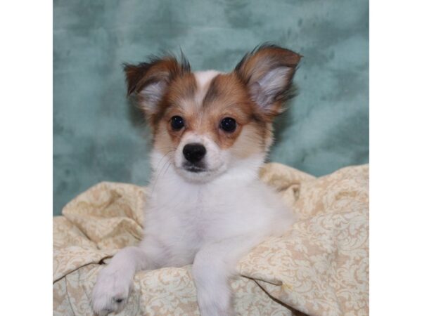 Papillon DOG Male RED SABLE 9166 Petland Dalton, Georgia