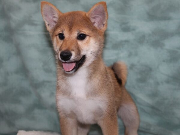 Shiba Inu DOG Female RED 9142 Petland Dalton, Georgia