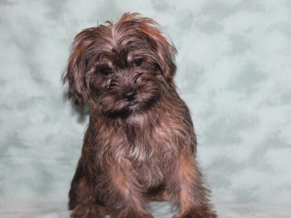 Shorkie DOG Male BRINDLE 9144 Petland Dalton, Georgia