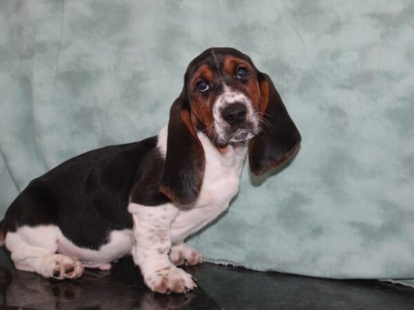 Basset Hound DOG Male Black Tan / White 9189 Petland Dalton, Georgia