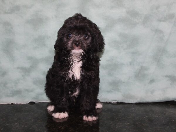 ChinPoo-DOG-Male-Black-9195-Petland Dalton, Georgia