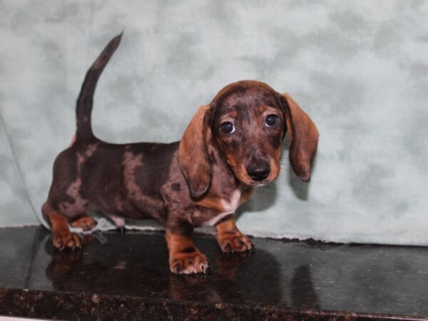 Dachshund DOG Male Chocolate 9190 Petland Dalton, Georgia