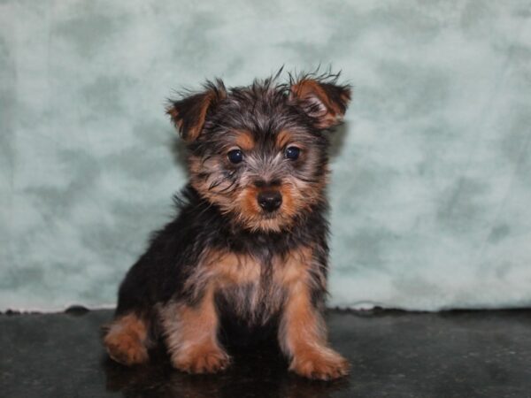 Silky Terrier DOG Male Black / Tan 9192 Petland Dalton, Georgia