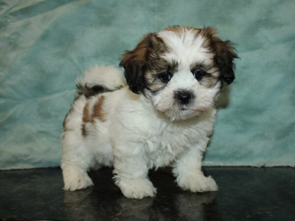 Teddy DOG Female Brown and White 20029 Petland Dalton, Georgia