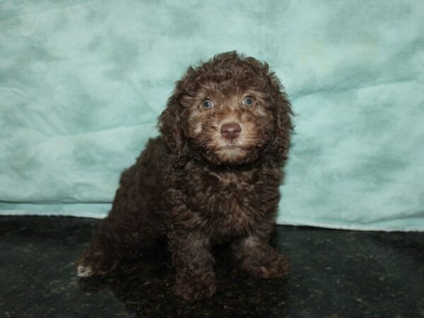 Miniature Poodle DOG Female CHOC 20024 Petland Dalton, Georgia