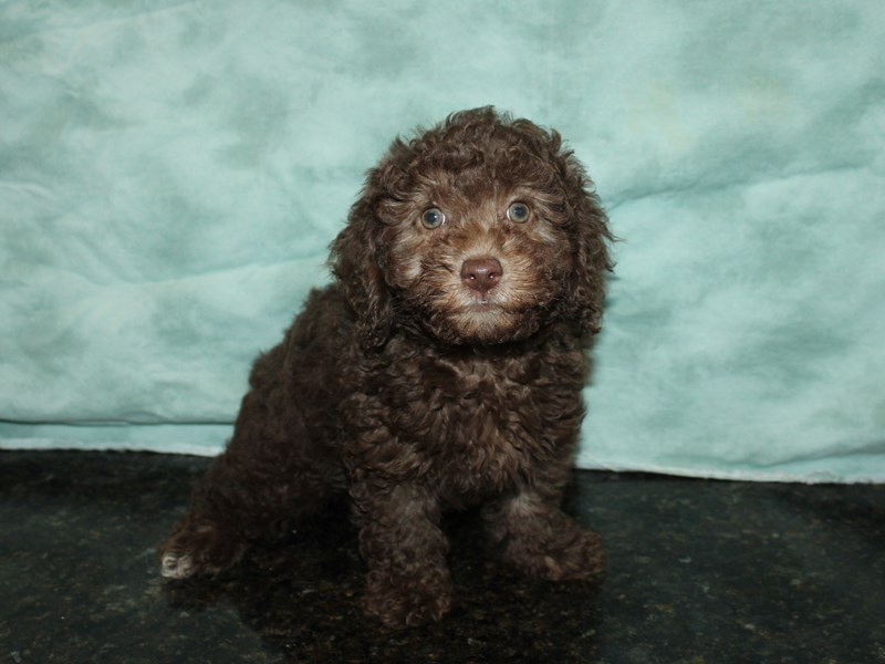 Chocolate mini poodle sale