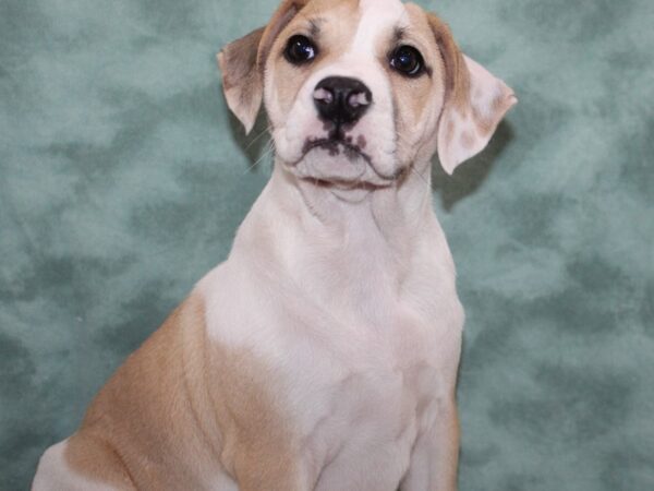 Bull Puggle-DOG-Female-BRINDLE WH-9165-Petland Dalton, Georgia