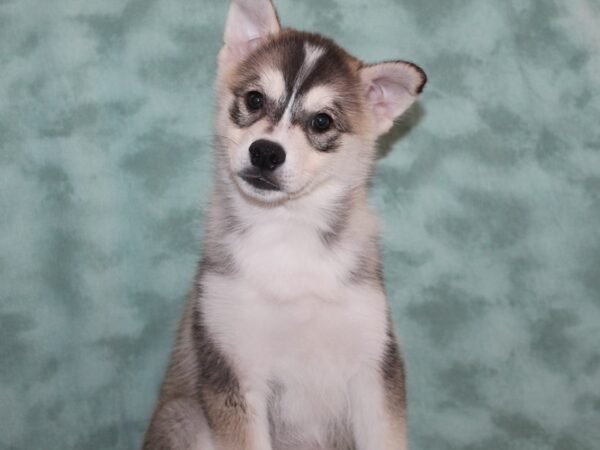 Huskimo-DOG-Male-BLK WHITE-9153-Petland Dalton, Georgia