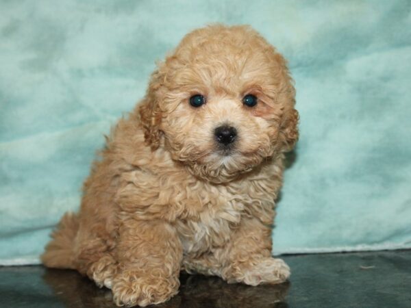 Bichapoo DOG Male red 20027 Petland Dalton, Georgia