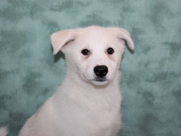 Huskimo-DOG-Female-silver wh-9152-Petland Dalton, Georgia