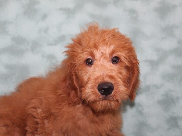 Goldendoodle DOG Male Red 9149 Petland Dalton, Georgia