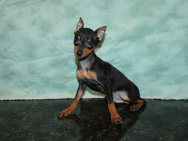 Miniature Pinscher-DOG-Male-Black / Tan-20013-Petland Dalton, Georgia