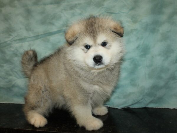 Alaskan Malamute DOG Male Gray / White 20012 Petland Dalton, Georgia