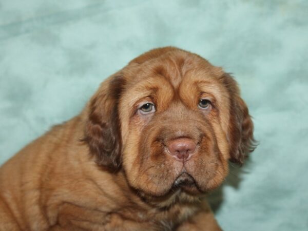 Mini Hippo DOG Male brown 20021 Petland Dalton, Georgia