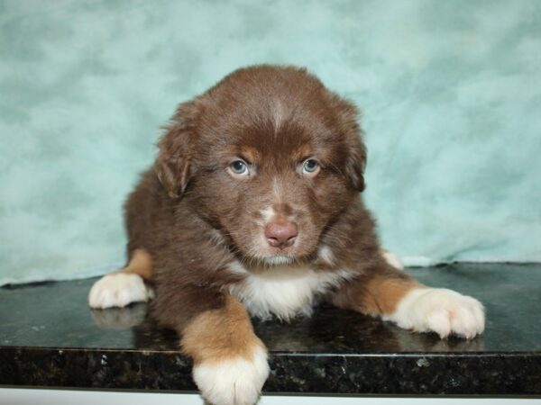 Miniature Australian Shepherd DOG Male RED TRI 20020 Petland Dalton, Georgia