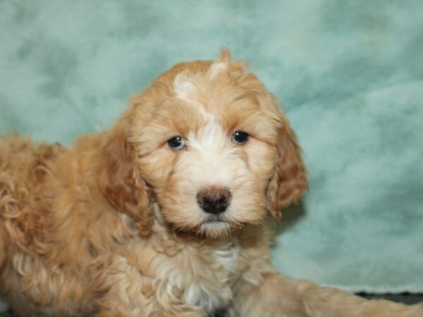 Sheepadoodle-DOG-Female-Red & White-20019-Petland Dalton, Georgia