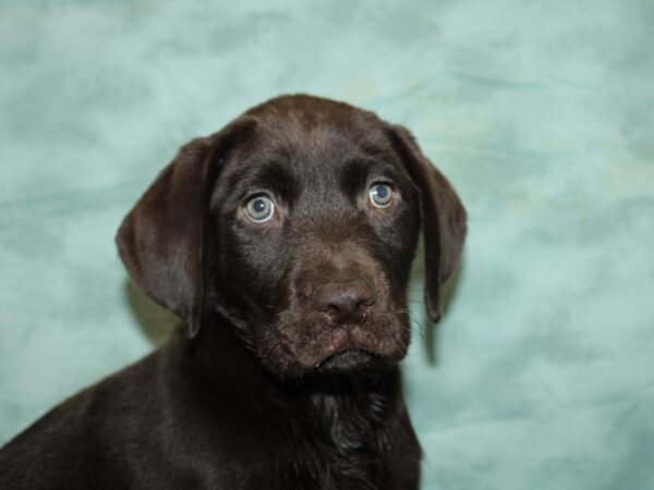 Labrador Retriever DOG Male Chocolate 20018 Petland Dalton, Georgia