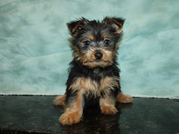 Silky Terrier DOG Male Black / Tan 20014 Petland Dalton, Georgia