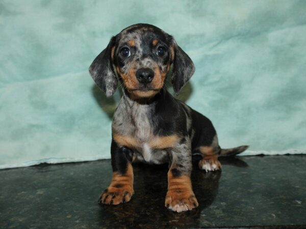 Dachshund DOG Male DAPPLE 20030 Petland Dalton, Georgia