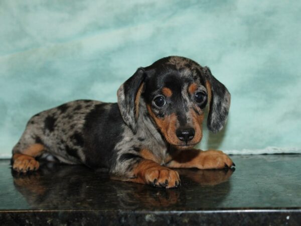 Dachshund DOG Female DAPPLE 9201 Petland Dalton, Georgia