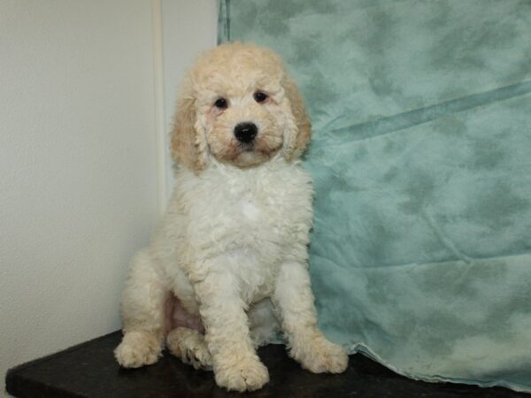 Goldendoodle DOG Male White 20031 Petland Dalton, Georgia