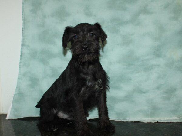 Miniature Schnauzer DOG Male BLK WHITE 19953 Petland Dalton, Georgia