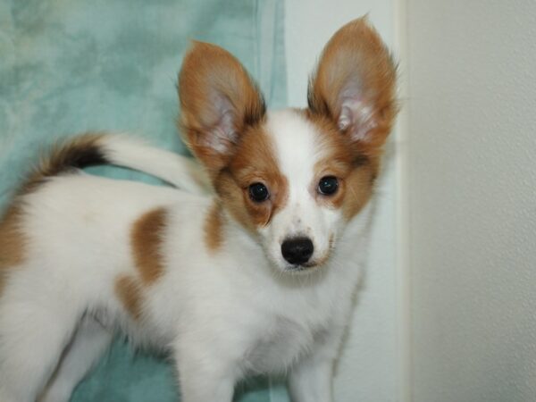 Papillon DOG Male RED SABLE 19947 Petland Dalton, Georgia