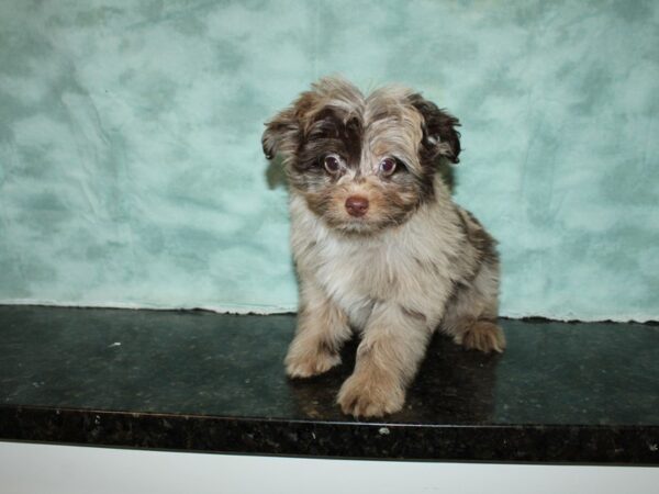 Aussiedoodle DOG Male Merle 19972 Petland Dalton, Georgia