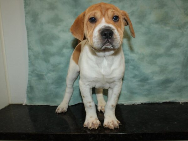 Mini Walrus DOG Male Tan / wh 19958 Petland Dalton, Georgia