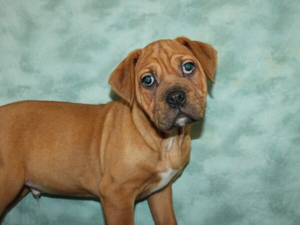 Bull Puggle-DOG-Male-BRINDLE WH-19948-Petland Dalton, Georgia