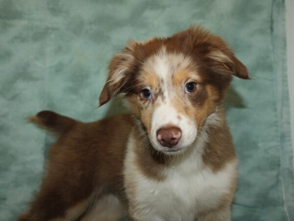 Mini Aussie DOG Male RED TRI 19940 Petland Dalton, Georgia