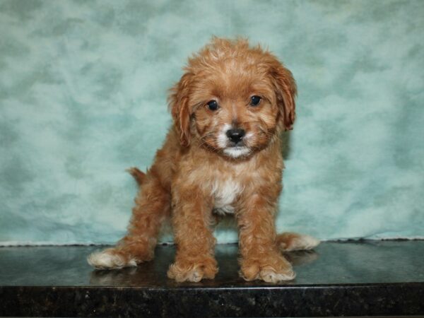 Cavapoo DOG Male 19992 Petland Dalton, Georgia