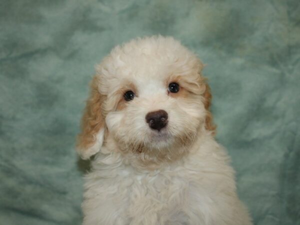 Bernadoodle DOG Female creme wh 19979 Petland Dalton, Georgia