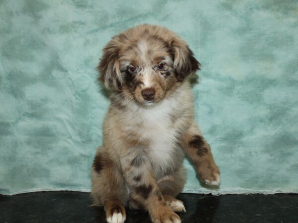 Aussiedoodle-DOG-Female-Merle-19973-Petland Dalton, Georgia