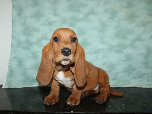 Basset Hound DOG Female Red 19994 Petland Dalton, Georgia